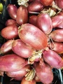 Kalabryjska-cebula-slodka-czerwona-Cipolla-rossa-di-Trop_1.webp